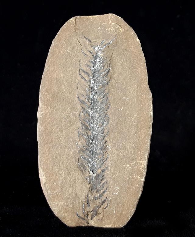 Lepidostrobus sp. BRONGNIART 1828 (Fruchtstand Schuppenbaum) - Bild © FossNet FossilienStore